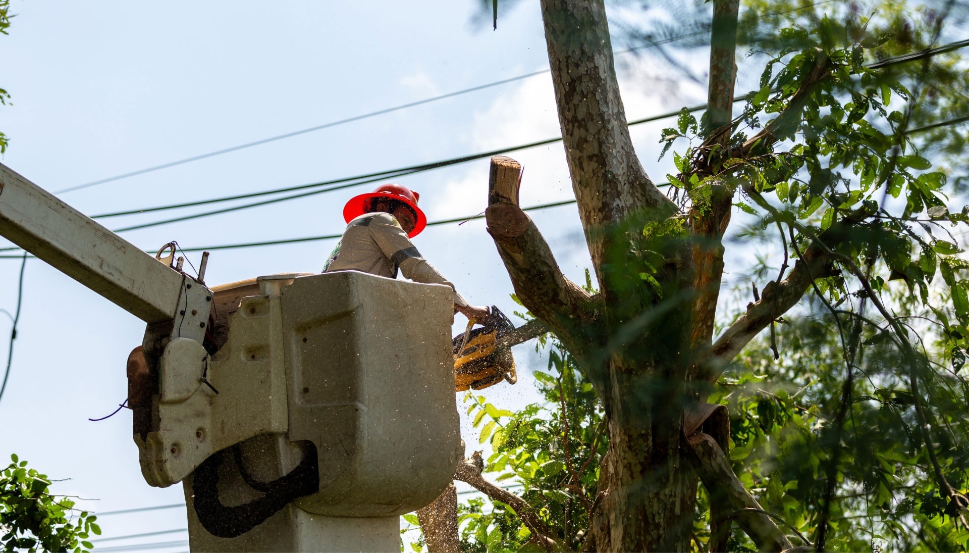 A service expert chopping down a branch during tree removal in Boca Raton, FL.
