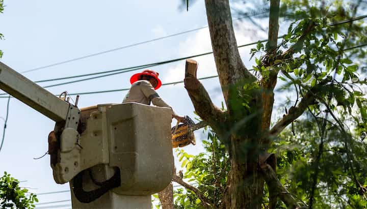 A service expert chopping down a branch during tree removal in Boca Raton, FL.