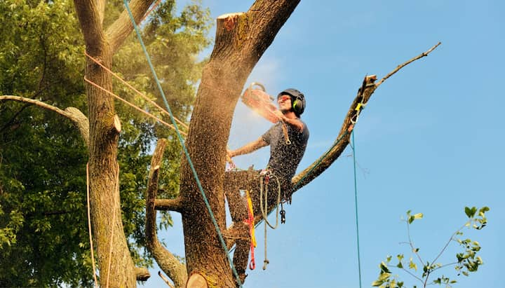 A professional providing tree removal in Boca Raton, FL.