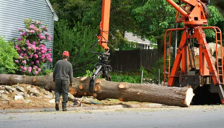 Industrial machines performing tree removal in Boca Raton, FL.