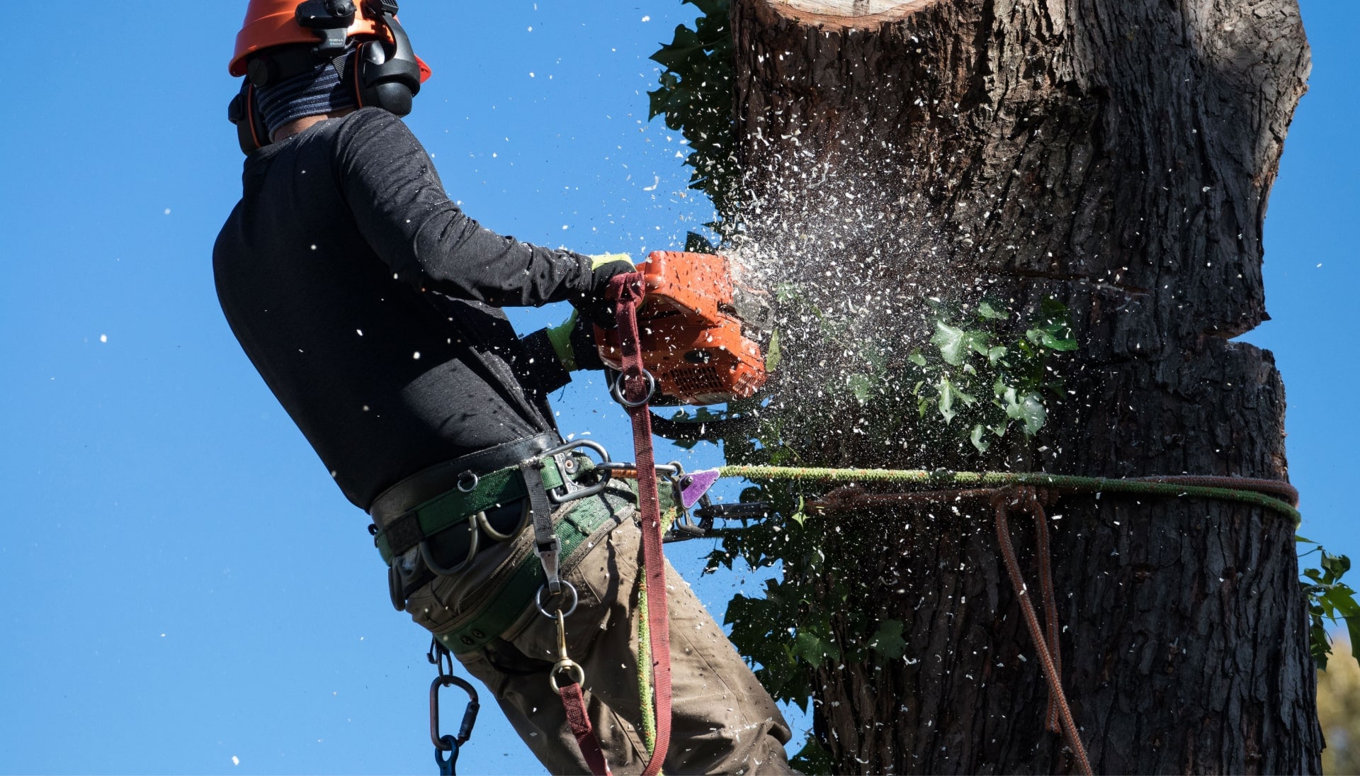 A contractor clearing a property during tree removal in Boca Raton, FL.
