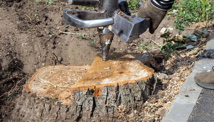 Contractors getting rid of a stump during tree removal in Boca Raton, FL.